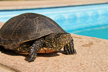 Aquatic turtle