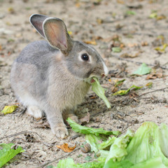 Rabbit