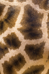 giraffe skin texture - 43193428