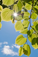 зеленые листья липы