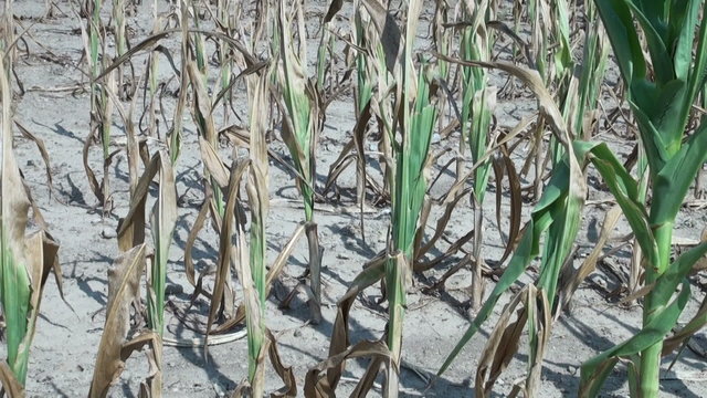 Drought damaged corn field in Midwest United States