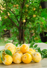 Prugne gialle, yellow plum
