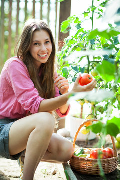 Woman Picking Fresh Tomatoes