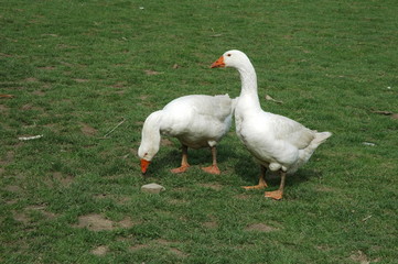 Farmed white goose standing on grass