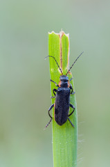 Cantharis obscura