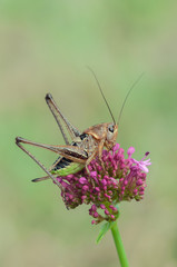grasshopper