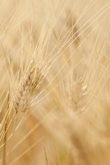 Sunny Wheat