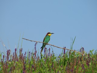 European Bee-eater (Merops Apiaster)