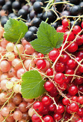 Colourful currants in assorted colours