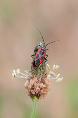 Calocoris nemoralis
