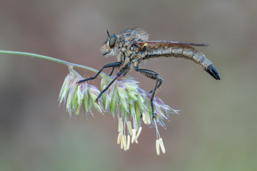 robber fly