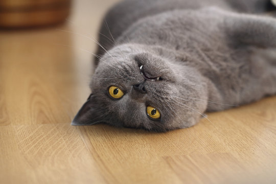 british cat - Powered by Adobe