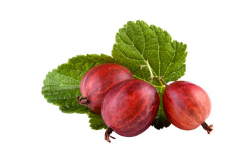 gooseberry isolated on white, clipping-path included