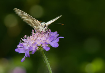 Melanargia galathea syn. Agapetes galathea