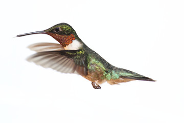 Isolated Ruby-throated Hummingbird