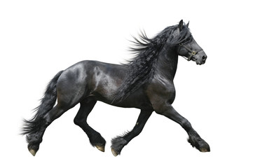Fototapeta na wymiar Konie fryzyjskie na białym tle
