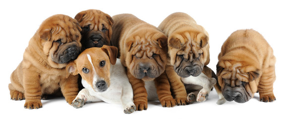A group of four shar pei dogs and Jack Russell terrier © Julia Remezova