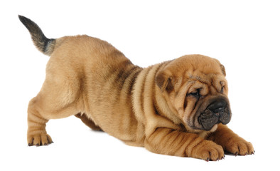 Obraz premium Shar pei puppy in studio