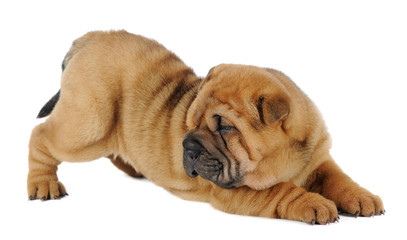 Obraz premium Shar pei puppy in studio