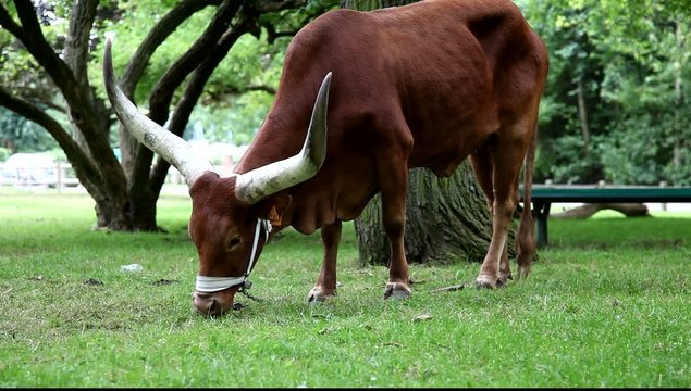 vache