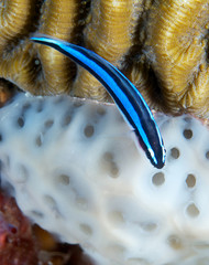 Neon Goby resting on top of brain coral.
