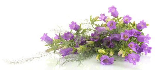 blue bell flowers isolated on white