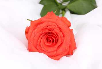 Beautiful rose on white cloth