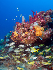 Naklejka na ściany i meble An aggregation of Grunts under a reef ledge.