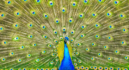 Fototapeta premium Peacock