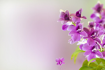 Violet Orchid  on Background