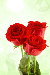 Close-up shot of a red roses