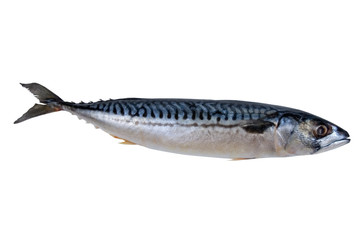 Raw mackerel