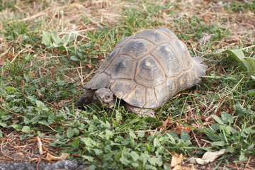 The overland turtle living in the Mediterranean