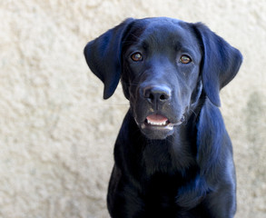 Labrador curieux