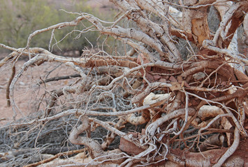 Desert Desolation (Palo Verde - Parkinsonia)