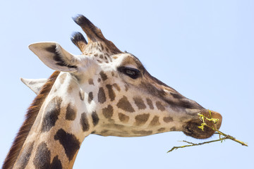 portrait photo of the giraffe