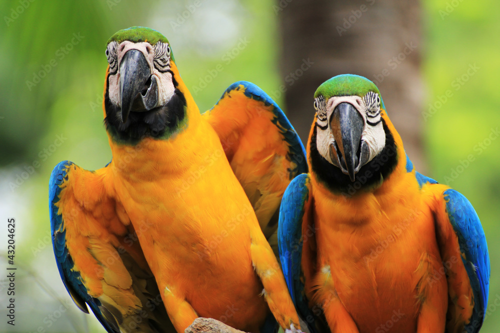 Wall mural macaw birds [ara ararauna]