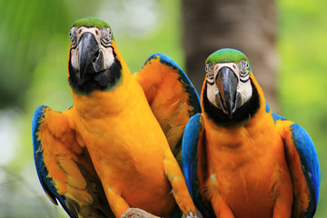 Macaw Birds [Ara ararauna]