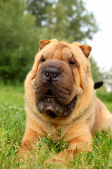 shar pei dog