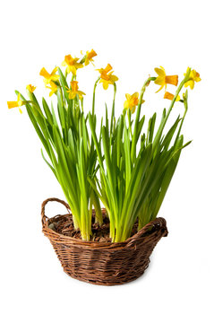 Daffodils Boquet In The Basket, Isolated