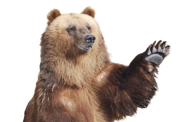 Fototapeta premium Niedźwiedź brunatny wita łapą na białym tle