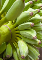 Cultivated banana, bunch of green bananas.