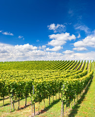 vineyard landscape with cloudy blue sky