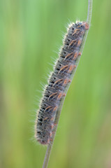 caterpillar