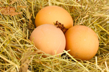brown eggs in a nest of hay close-up
