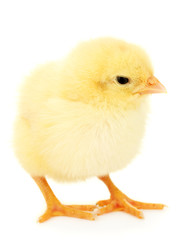 beautiful little chicken isolated on the white