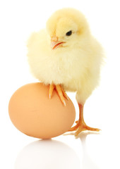 beautiful little chicken and egg isolated on the white