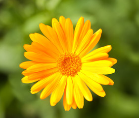 Calendula