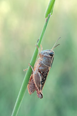 grasshopper