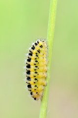 caterpillar of Zygaena filipendulae